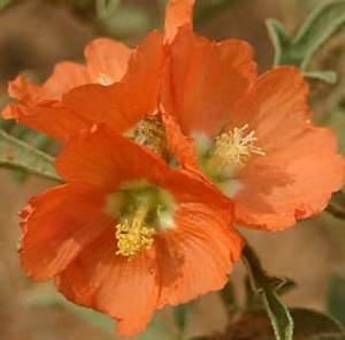 Scarlet globe mallow rare - scarlet,