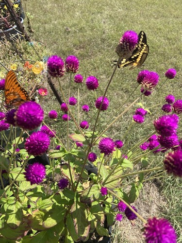 Globe amaranth gomphrena - globe,
